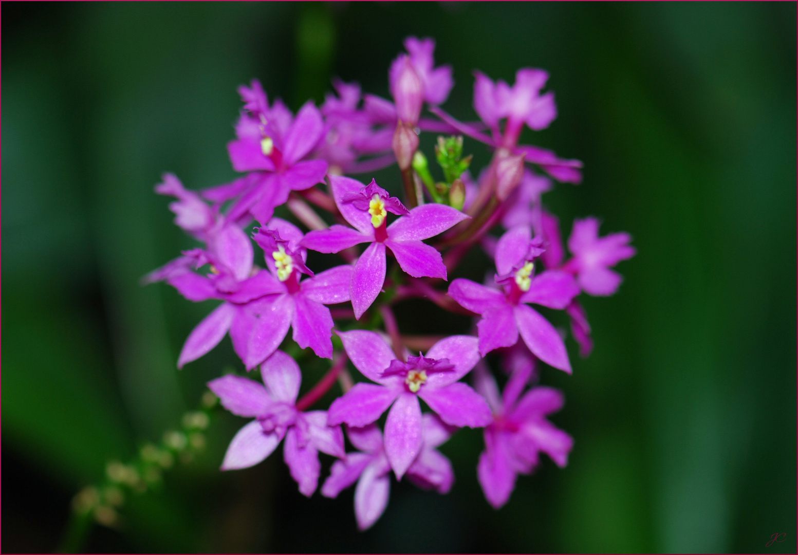 Epidendrum "Ballerina"