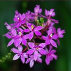 Epidendrum "Ballerina"