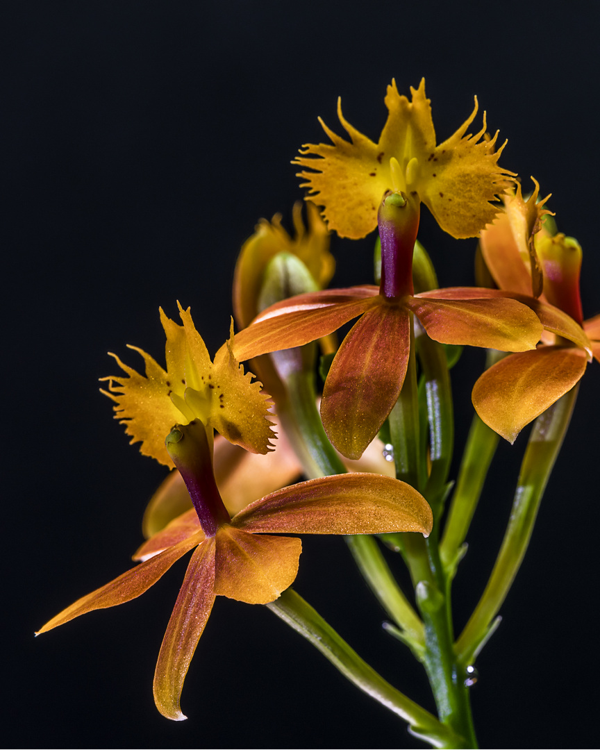 Epidendrum „Ballerina orange“