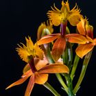 Epidendrum „Ballerina orange“