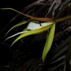 Epidendrum (Coilostylis) parkinsonianum