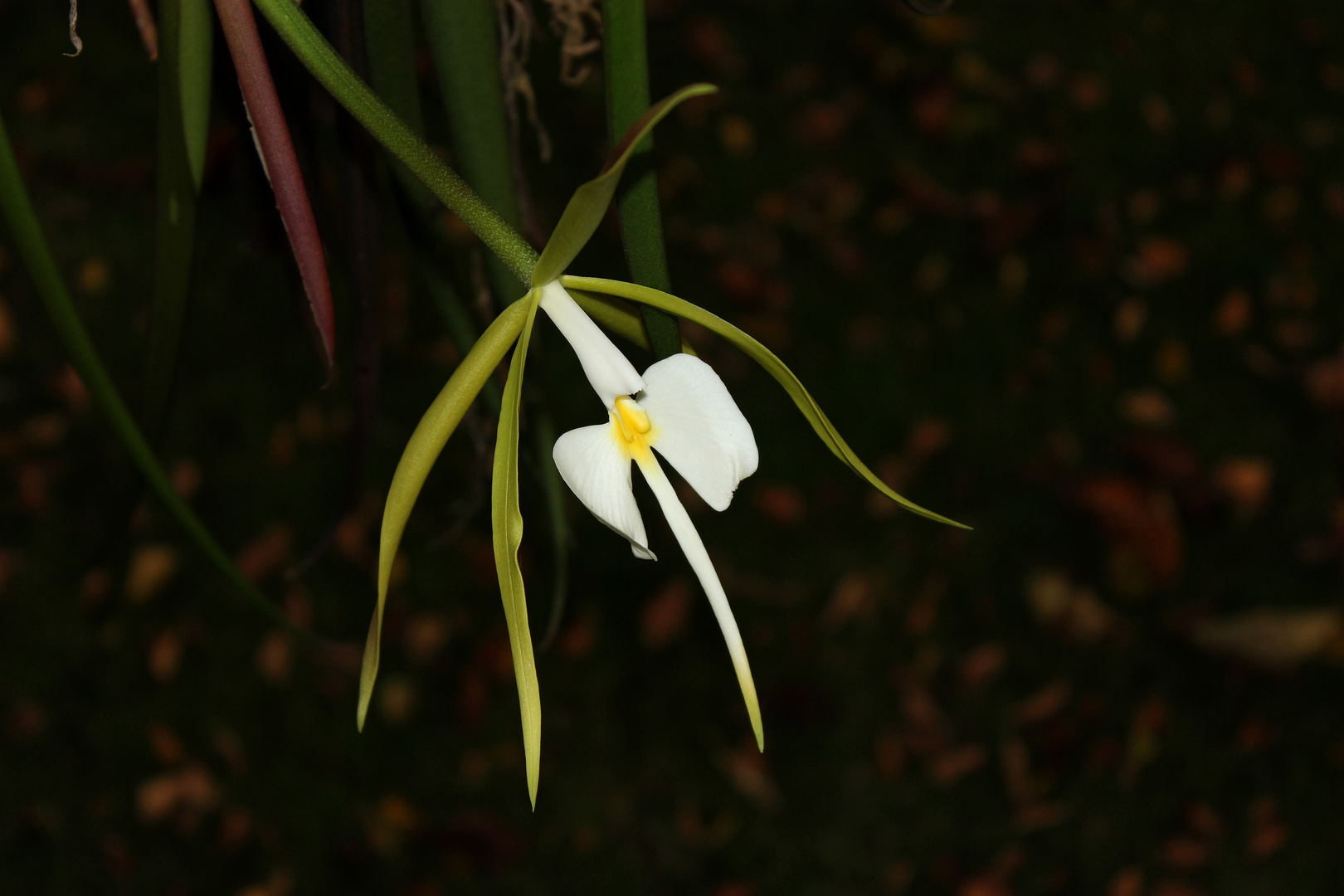 Epidendrum (Coilostylis) parkinsonianum