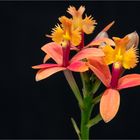 Epidendrum  Comet Valley