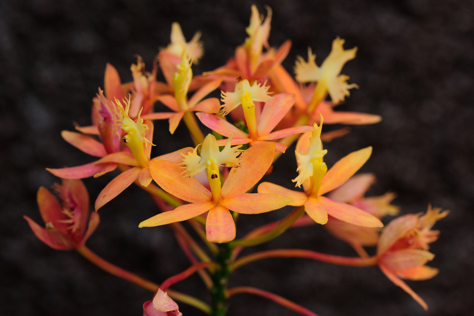 Epidendrum couleur saumon..