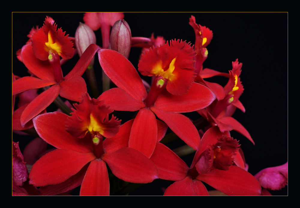 Epidendrum