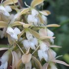 Epidendrum densiflorum