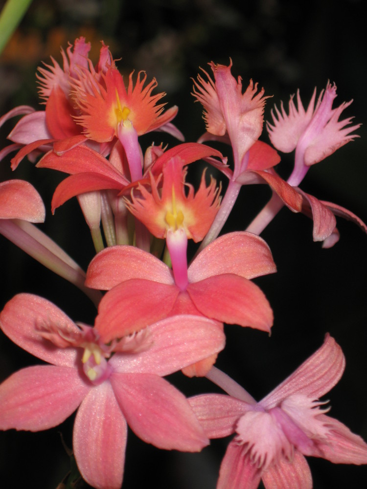 Epidendrum hybride