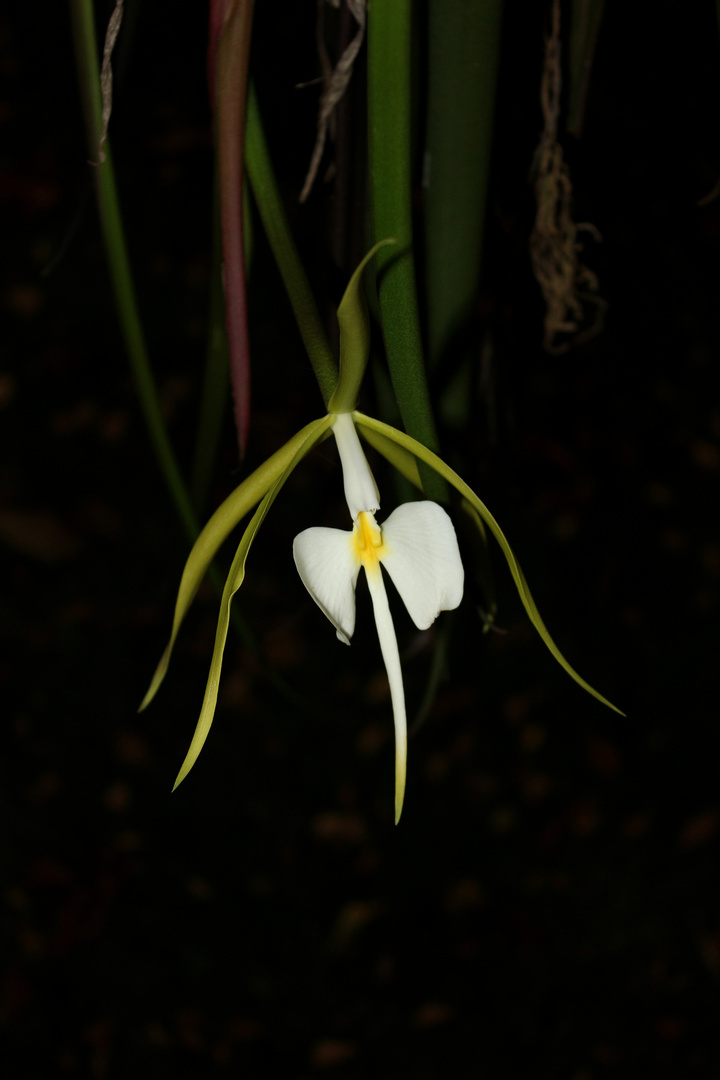 Epidendrum parkinsonianum