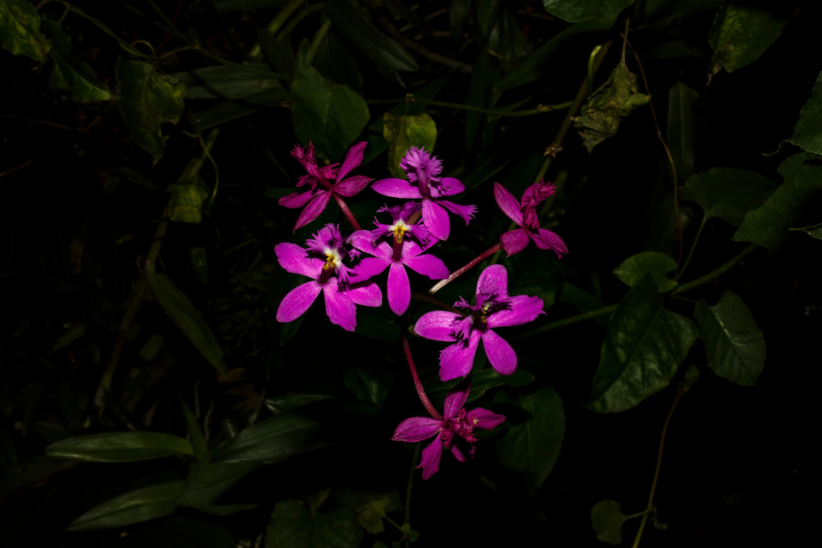 Epidendrum secundum