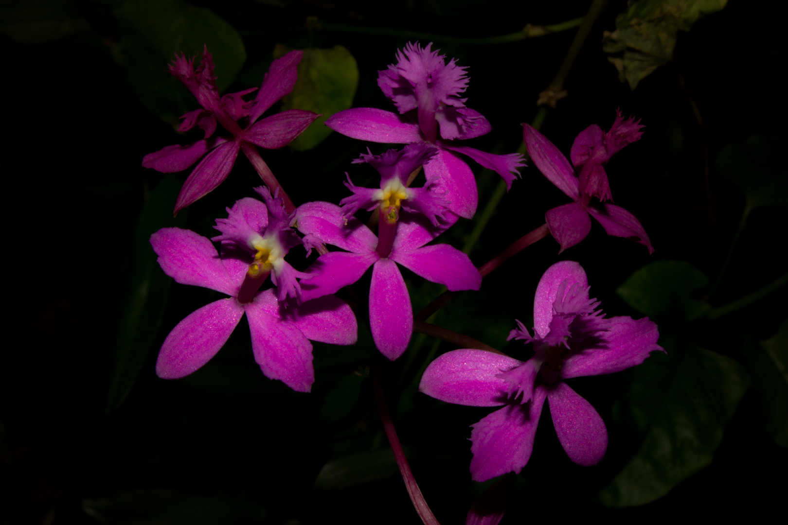 Epidendrum secundum