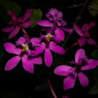 Epidendrum secundum