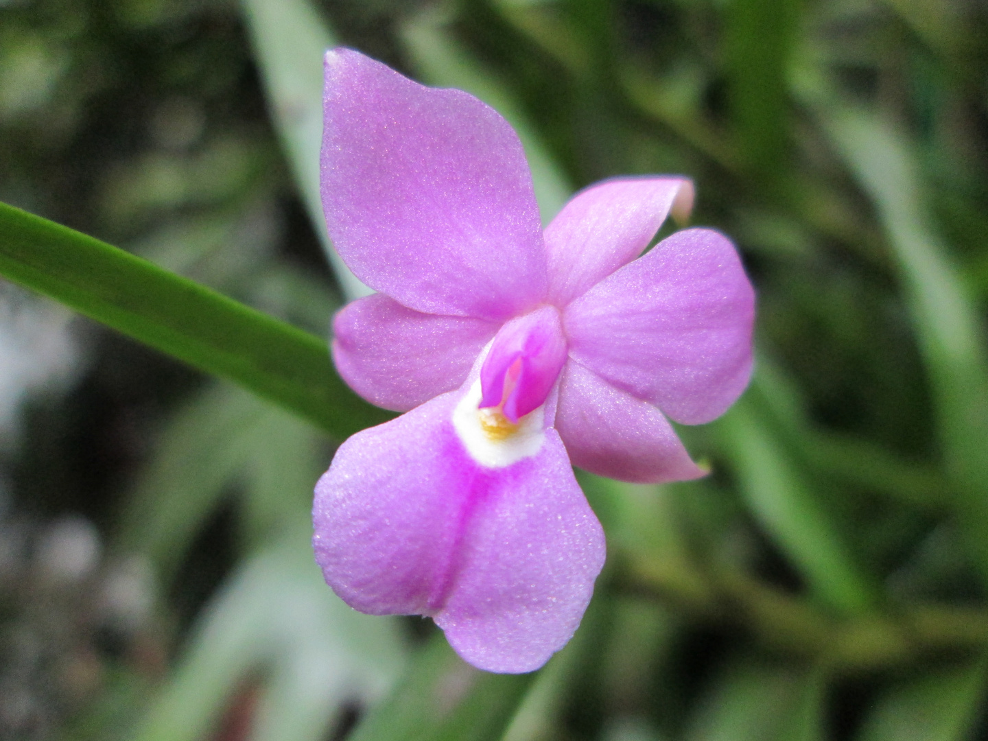 Epidendrum Sthenopellata