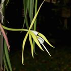 Epidendrum syn. Coilostylis parkinsonianum