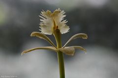 Epidendrum "Unbekannt"