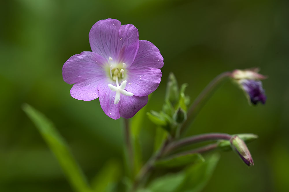 Epilobe à petites fleurs