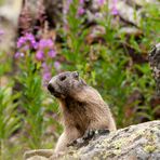 Epilobi e marmotta 2