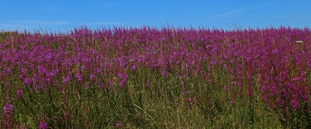 Epilobium angustifolium 1242  gestern am 01.08. besonders für Schweizer...