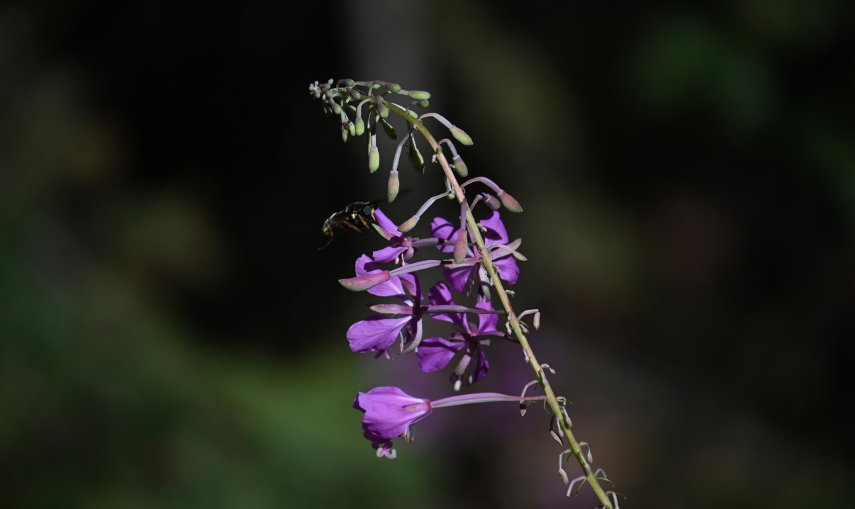 epilobium augustifolium 