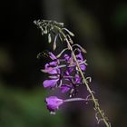 epilobium augustifolium 