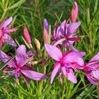 Epilobium fleischeri - Fleischers Weidenröschen im Alpinum...