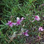 Epilobium fleischeri in meinem Alpinum