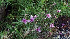 Epilobium fleischeri in meinem Alpinum