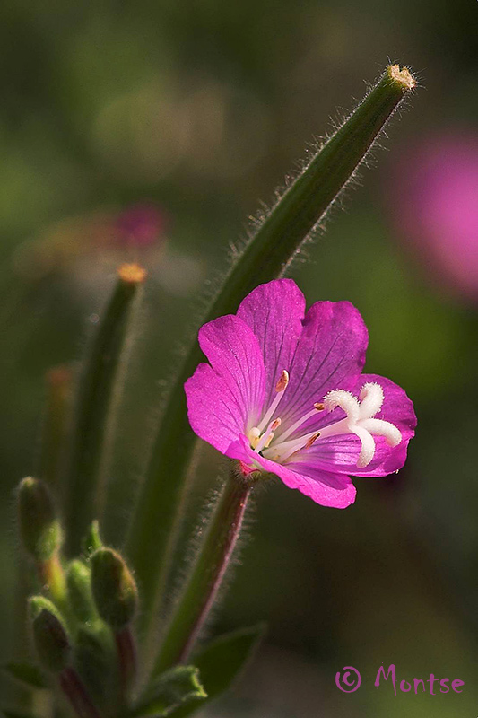 Epilobium hirsutum