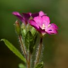 Epilobium hirsutum