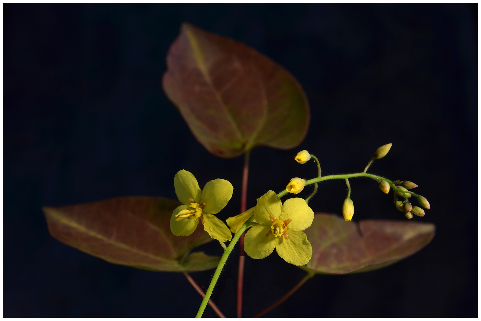 Epimedium