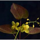 Epimedium