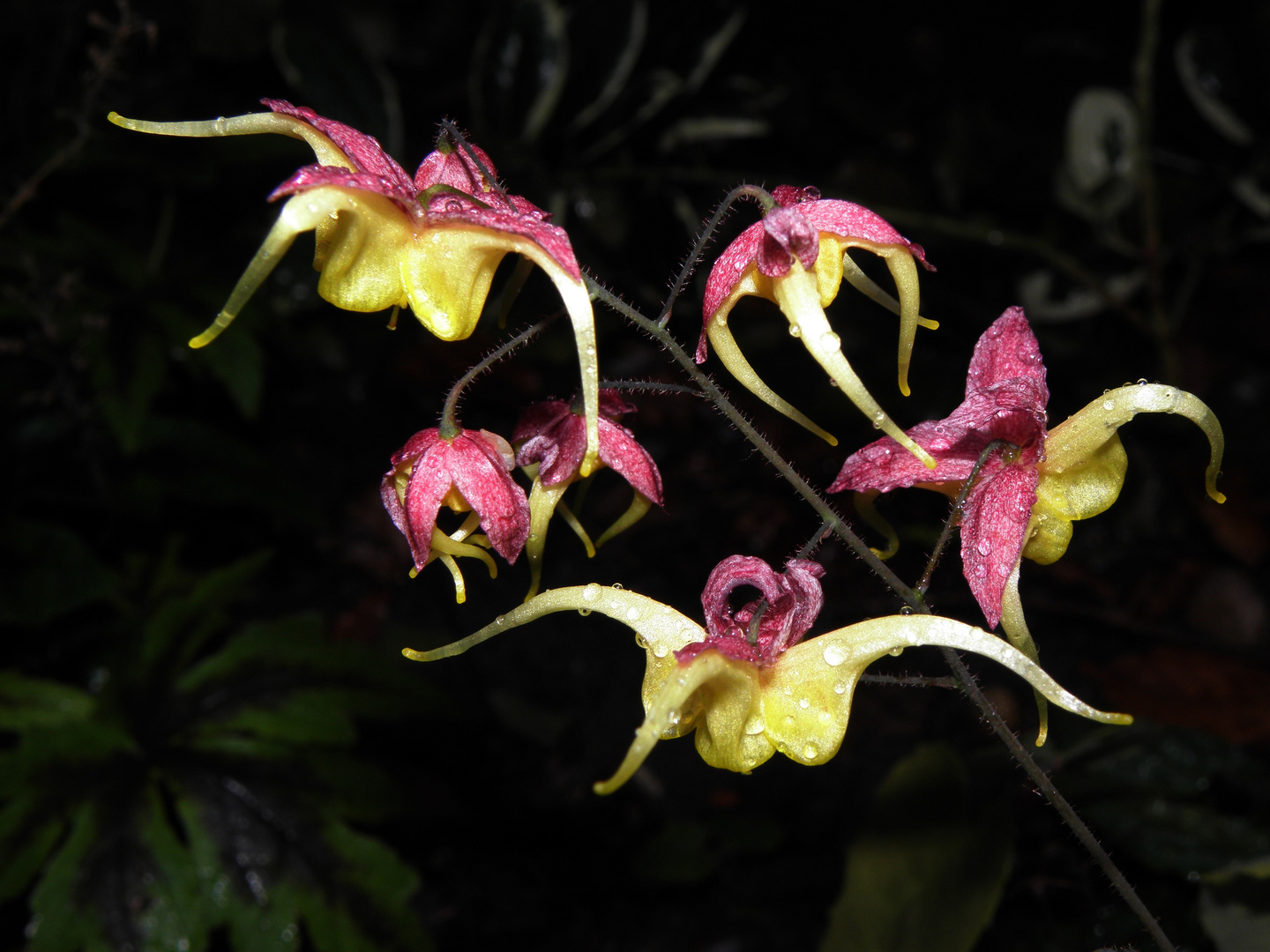 Epimedium 'Fire Dragon'