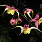 Epimedium 'Fire Dragon'