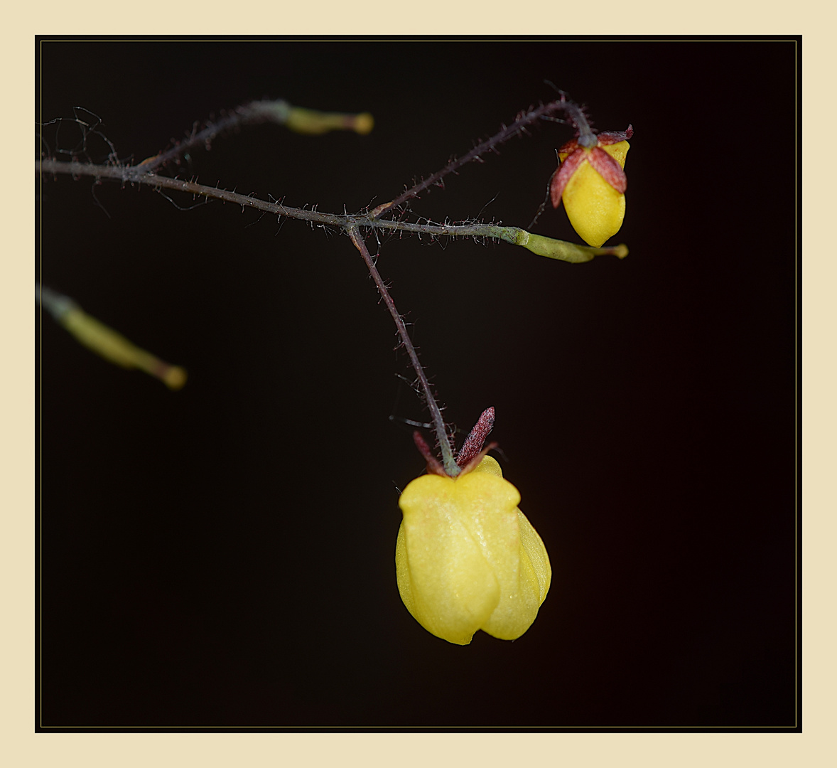 Epimedium "Sunny and Share" ...