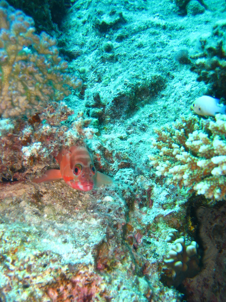 Epinephelus fasciatus (Baskenmützenzackenbarsch)