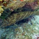 Epinephelus merra - Malediven