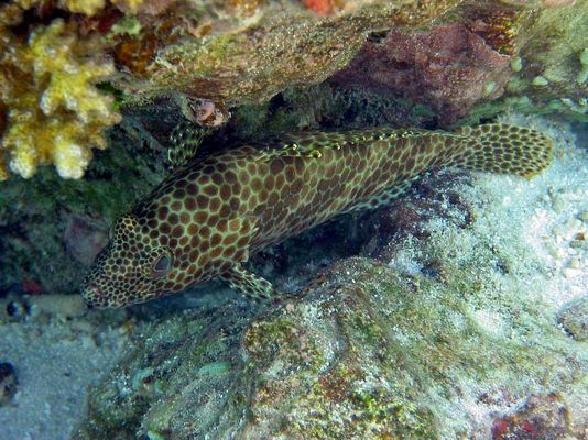 Epinephelus merra - Malediven
