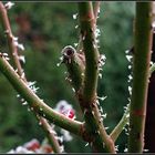 Epines et épines de givre - Stacheln und Raureifdornen