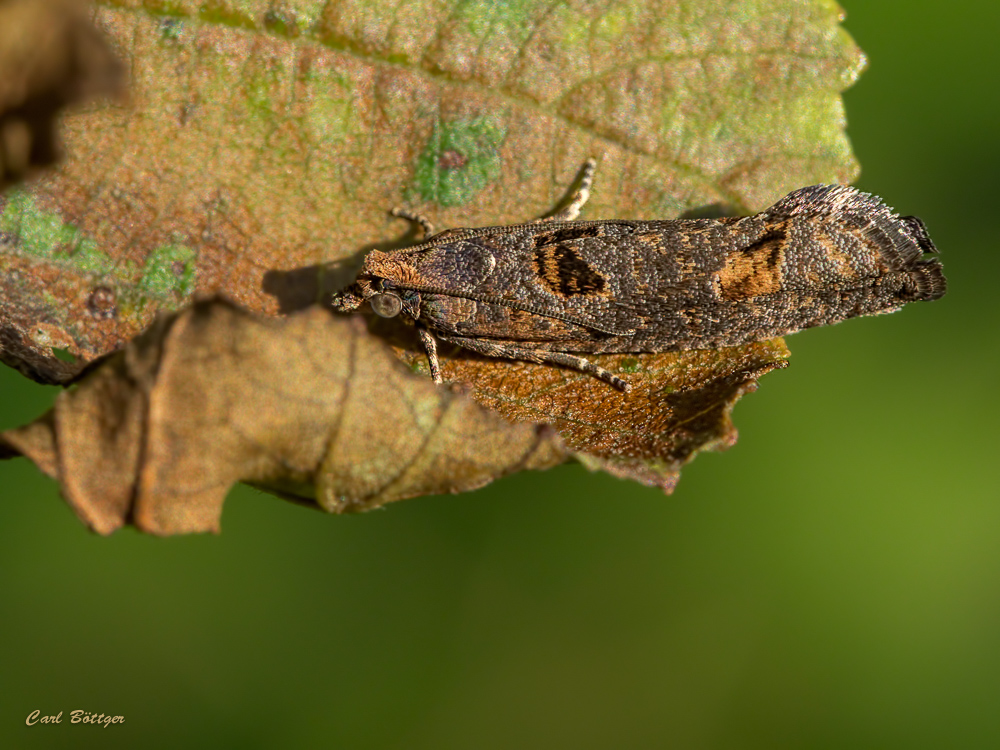 Epinotia maculana