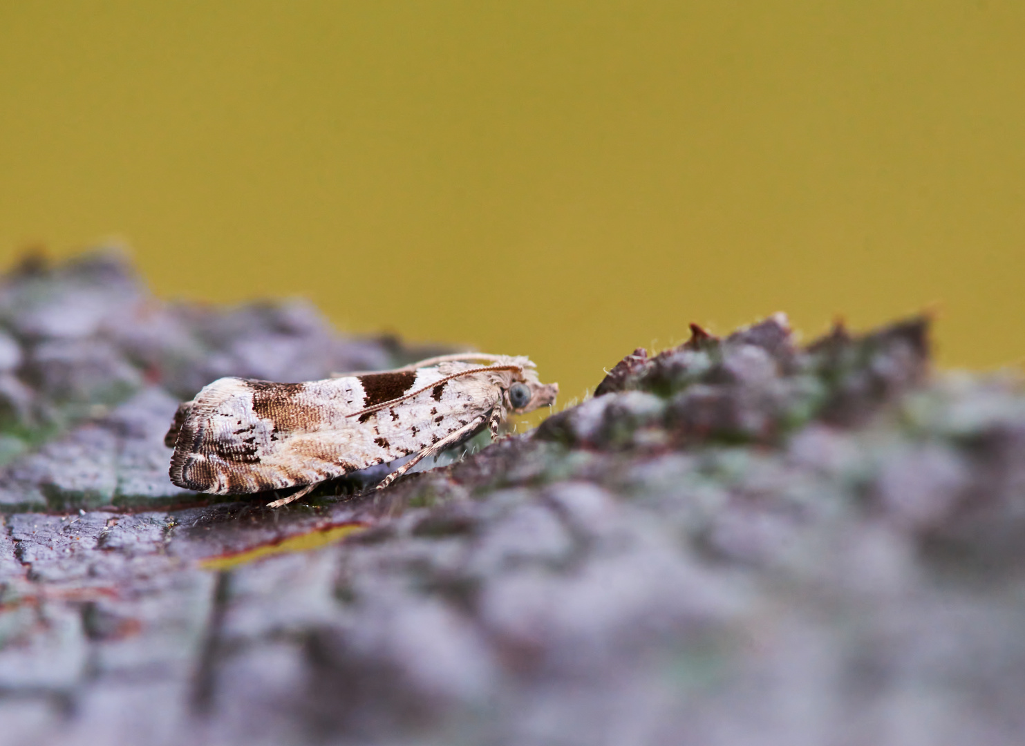 Epinotia ramella