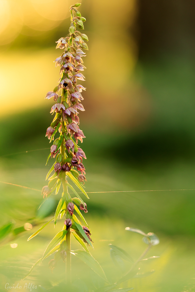 Epipactis