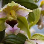 Epipactis.