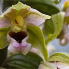 Epipactis.