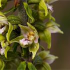 Epipactis ..