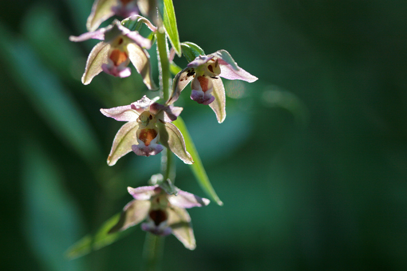 Epipactis