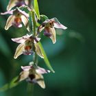 Epipactis