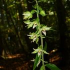 Epipactis