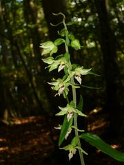 Epipactis