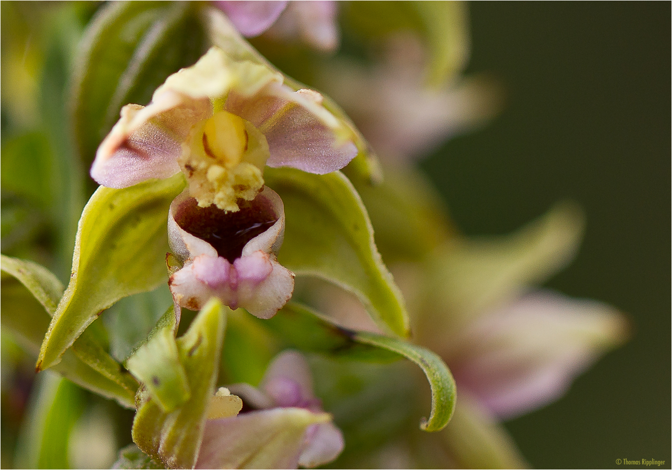 Epipactis.... aber was für eine?