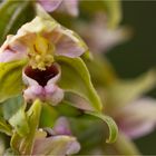 Epipactis.... aber was für eine?