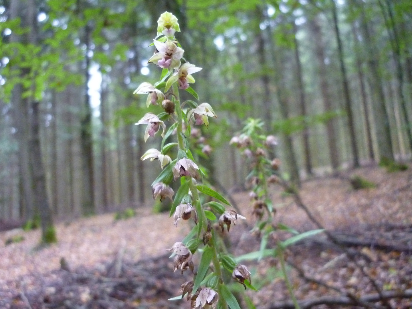 Epipactis